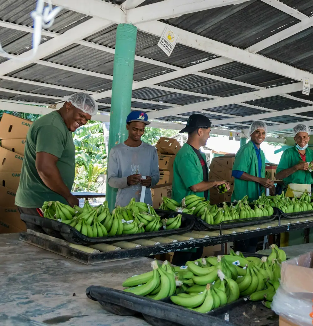 Volunteers in matching green aprons smiling as they sort bananas and produce